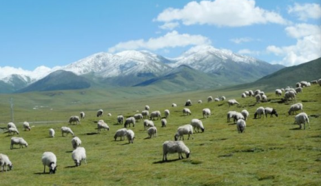 今年第一季度乐业县畜牧业总产值2.9亿元