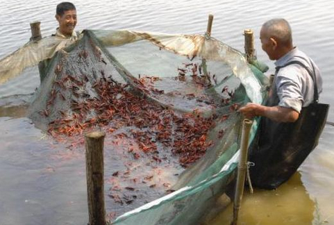 江苏试点农业水价综合改革，养龙虾比种粮食用水贵1分钱