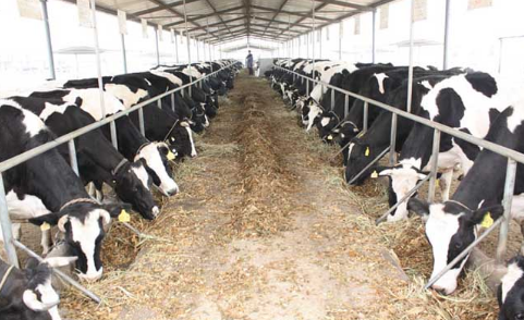 中国企业将计划在俄罗斯边疆区建设奶牛养殖综合体