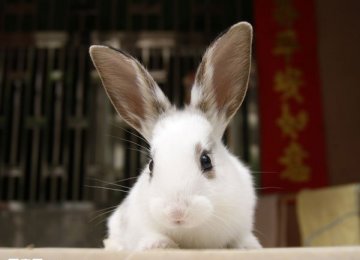 兔子性格适合家养吗？