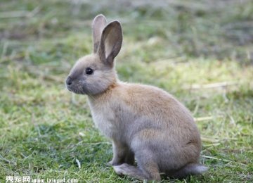 宠物兔子身上有体臭吗?