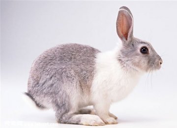 宠物兔子吃东西不消化的急救方法
