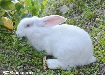 如何避免宠物兔子在夏天中暑?