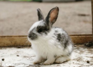 如何判断宠物兔子的年龄？