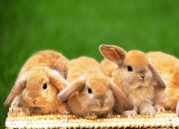 宠物兔子怎么养？宠物兔子饲养方法剖析【图】