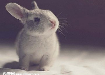 兔子为何是三瓣嘴呢?