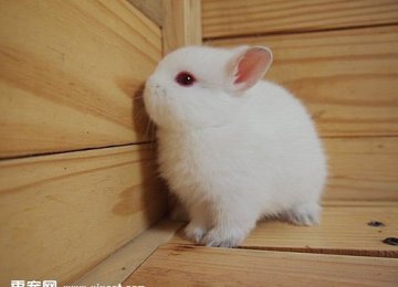 波兰兔饲养环境的需求有哪些？