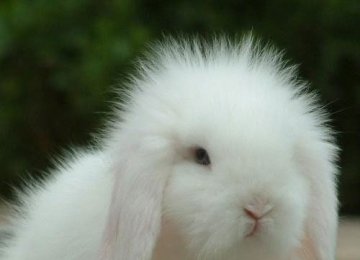 兔子价格|法国垂耳兔价格