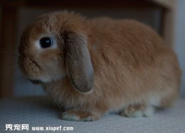 垂耳兔怀孕的症状有哪些？
