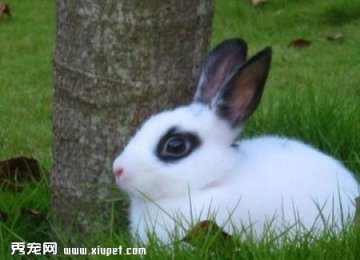 宠物兔子流泪的原因及如何防治？