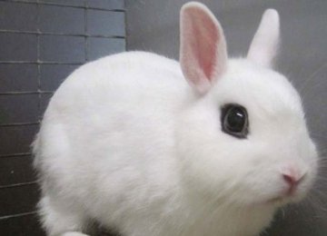 初次饲养宠物兔应该需要注意什么？