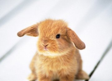 兔子长三瓣嘴的原因