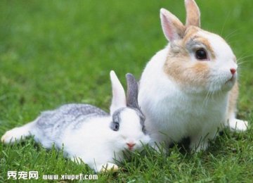 如何防治母兔异食癖吞食幼兔