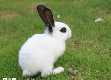 兔子的视力如何？