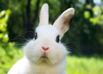 【兔子的生活习性】兔子的性格特点