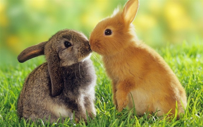 兔子养殖网揭秘宠物兔最科学的喂养方法
