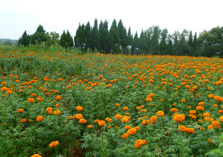甘肃临泽县：万寿菊种植美了环境富了农户