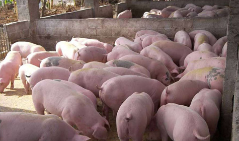 国内首个生猪养殖标准化示范场在将落户辽宁瓦房店