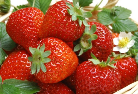 浙江：建德市官路村5000亩草莓迎来采摘旺季