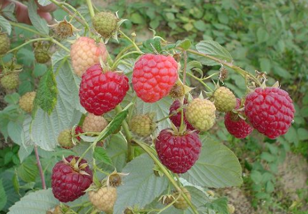 黑龙江林口县举办红树莓种植培训班，带动农民收入稳定增长