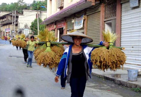 河南省偃师市：小米获丰收，农户喜悦洋溢在眉宇间
