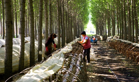 河北博野县：林下种香菇，优化了环境富了村民
