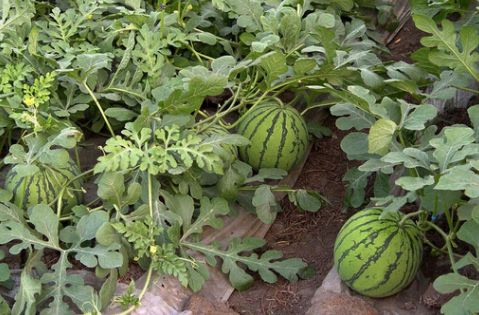 浙江嘉兴：“西瓜之乡”露地西瓜上市，种植面积下降产量少