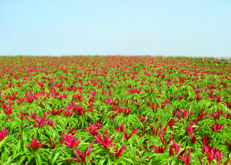 甘肃甘谷辣椒总种植面积3.5万多亩，大力打造特色农业品牌