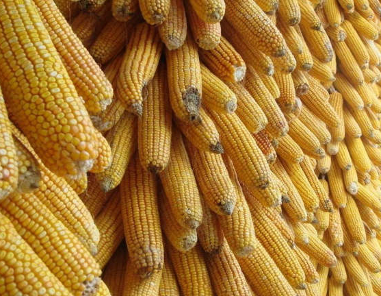 国家粮食局：推进玉米收储制度改革，做好东北地区玉米收购工作