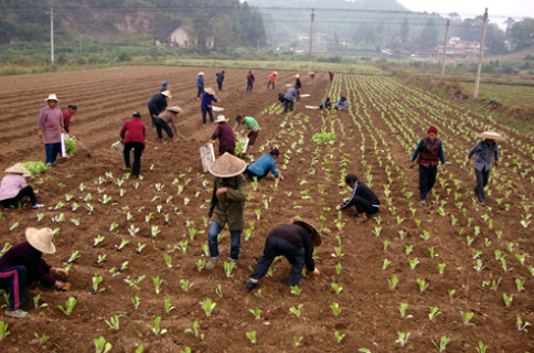 贵州金沙县抢抓秋冬种，打造农业板块经济
