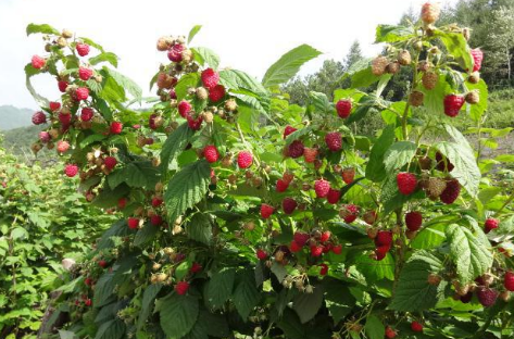 新疆兵团一四二团试种红树莓成功，三年后将进入盛果期