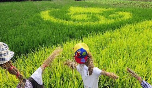 浙江宝溪乡：彩色水稻种出生态文化，根本不愁销路