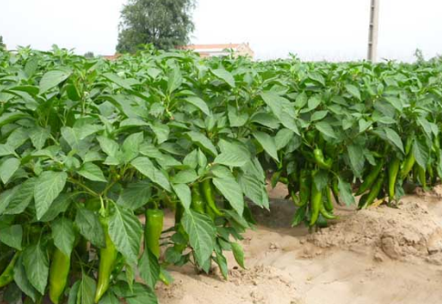 广东雷州计划种植尖椒面积18万亩，掀起北运菜种植热潮