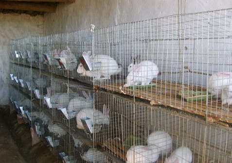 从生态链到生物链，为贫困户量身打造獭兔养殖产业