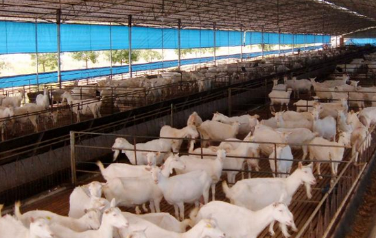 内蒙古：伊旗乃玛岱村“十个全覆盖”大力发展肉羊养殖业，