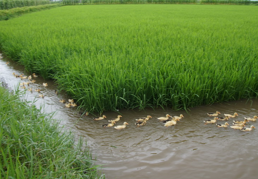 稻鱼鸭养殖