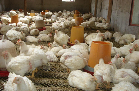 2016年肉鸡价格还会涨吗？鸡价后期将进入新一轮上涨，看好禽养殖板块