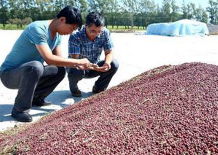 红小豆实现订单种植，种植户不愁销售问题