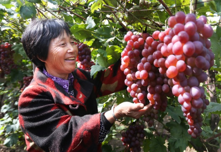 天津蓟州区马家庄村千亩红提葡萄喜获丰收，为农增收1000多万元