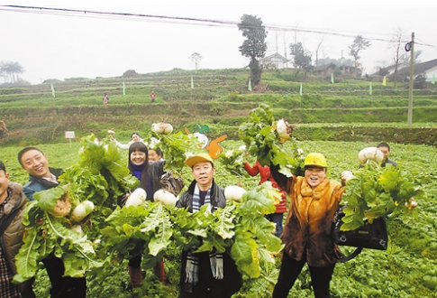 四川洪雅县“金沙坝萝卜节”拟展示新品种已下种