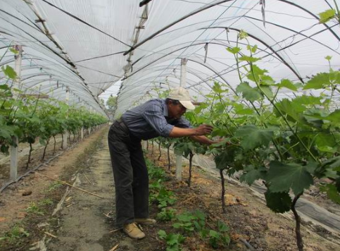 四川邛崃市羊安镇2016年发展葡萄种植，创收1250万元