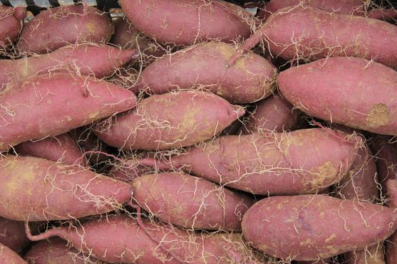 河北广宗县5000亩紫薯喜获丰收，带动200多贫困户增收
