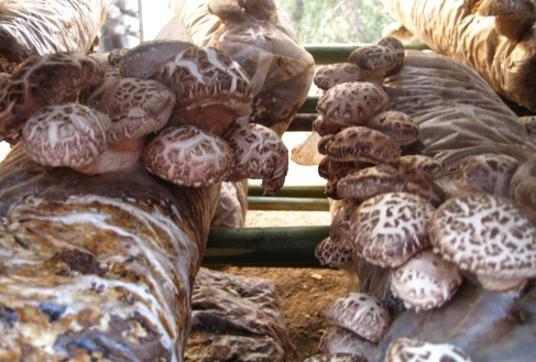 浙江温岭：“蘑菇大王”陈雪亮反季节种蘑菇，效益增长三倍多