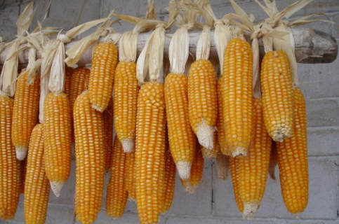 吉林省全力抓好玉米收购市场化工作，实现收粮“三有”