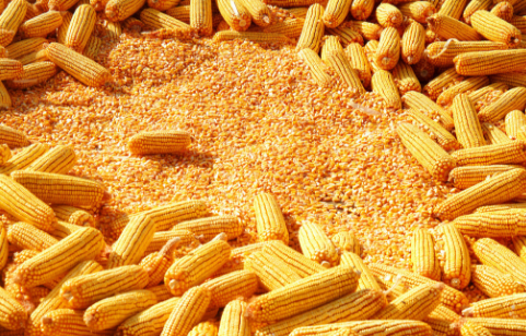 山西省农科院采用良种良法结合，旱地玉米亩产1121公斤 