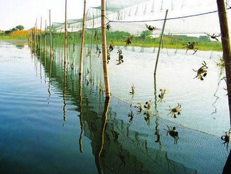 河蟹养殖