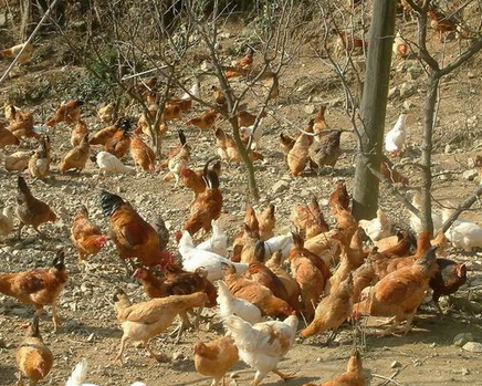 柴鸡生态养殖
