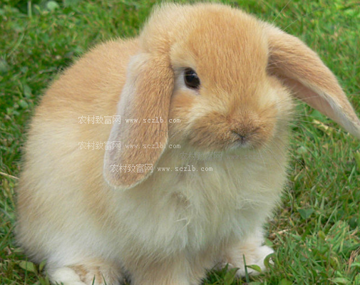 宠物兔子养殖:垂耳兔怎么养?垂耳兔的饲养方法