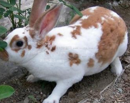 肉兔养殖技术及肉兔常见疾病防治技术