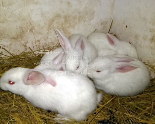 兔子养殖技术:肉兔平时吃什么?肉兔的饲料是什么